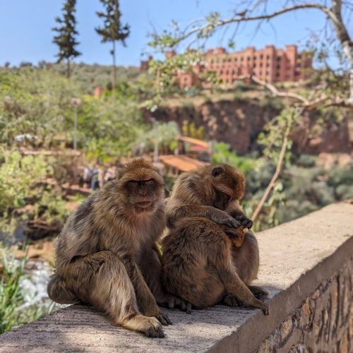 Marrakech 1.0